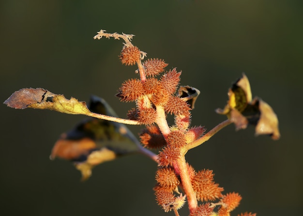 The dry thorny fruits of Bathurst burr (Xanthium spinosum) are shot close-up in the soft morning sun against a blurred background. It will be an unexpected gift.