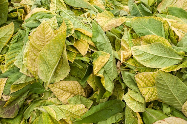 Dry tobacco leaves background