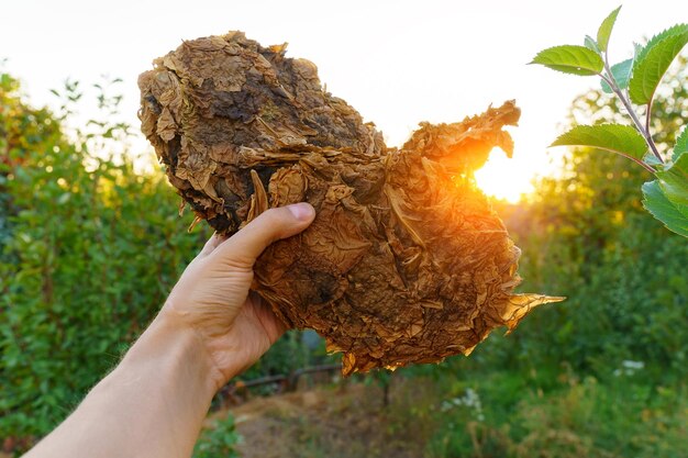 Dry tobacco leaves closeup in the hands of a farmer tobacco for cigarettes and cigars selective focus