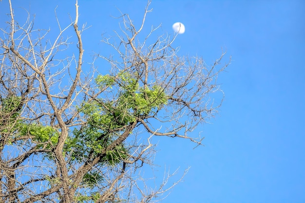 空に逆らって乾いた木