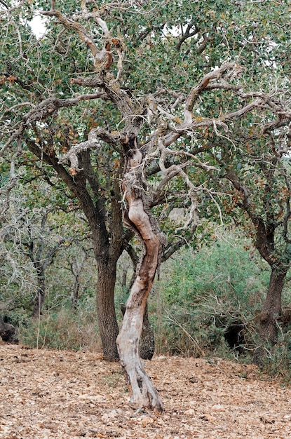 Dry tree on a background of green trees