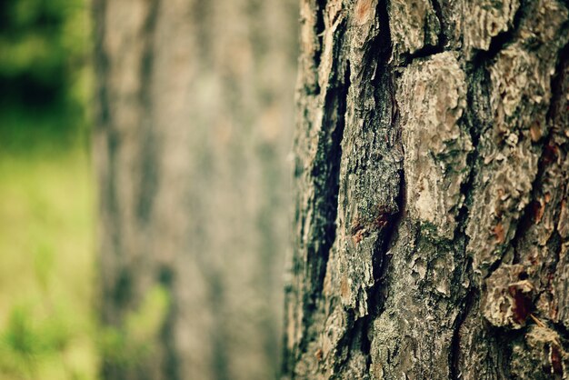 Priorità bassa della corteccia di albero asciutto. struttura in legno astratta