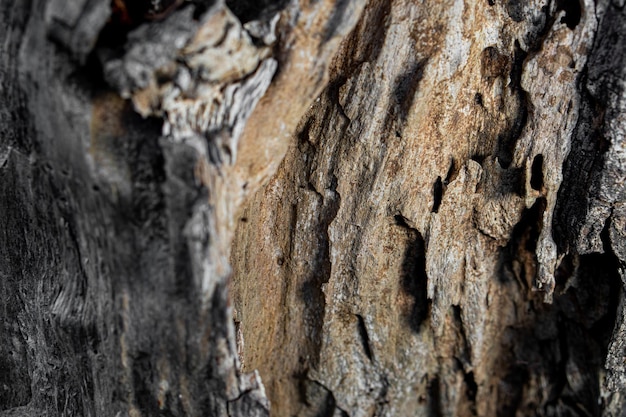 Photo dry tree bark texture and background