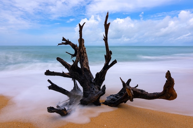 The dry tree big roots on sandy beach with long exposure image of wave sea background Blue sky clouds background.