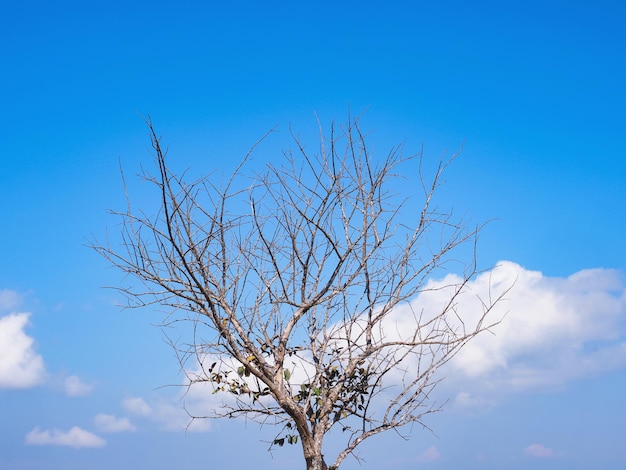 Dry tree over blue sky