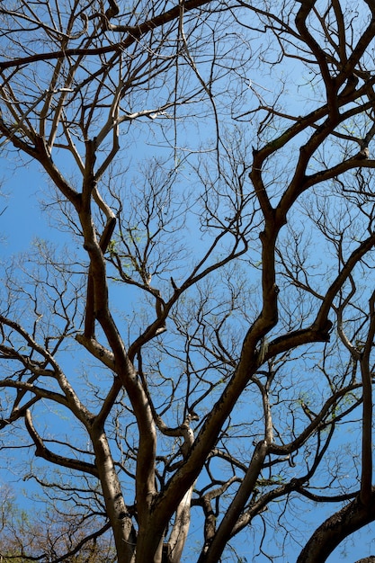 Albero secco, vista dal basso, sri lanka. ceylon natura paesaggio