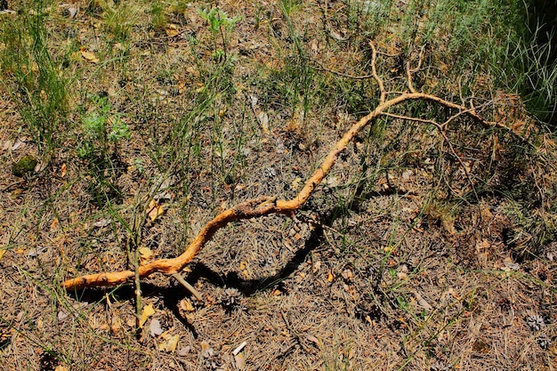 Dry tree branch in the ground in the coniferous forest in summer