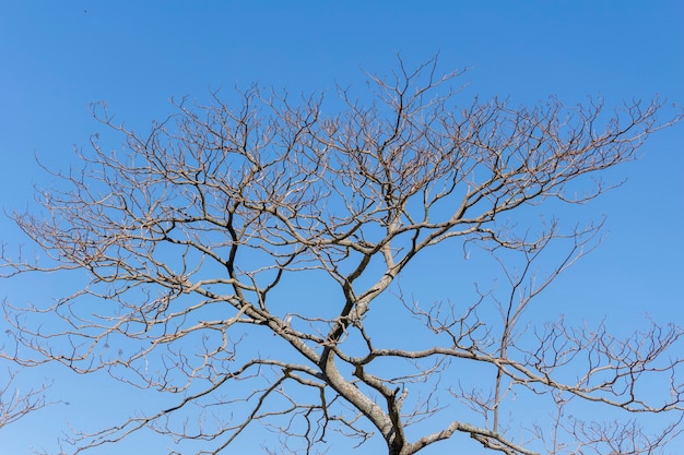 青い空を背景に乾燥した木の枝