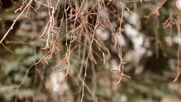 Foto rami di alberi secchi nel parco autunnale