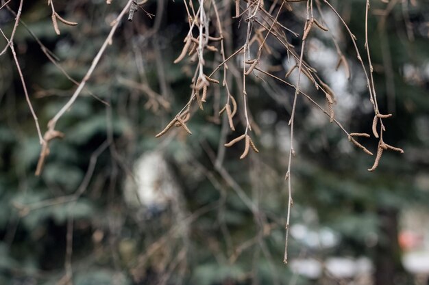 Dry tree branches in the autumn park