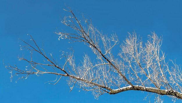 Dry tree branches covered with snow against the sky