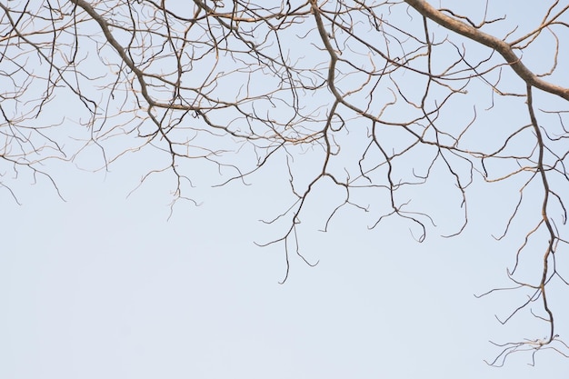 写真 明るい青い空の背景に乾燥した季節のために死んだ乾燥した木の枝