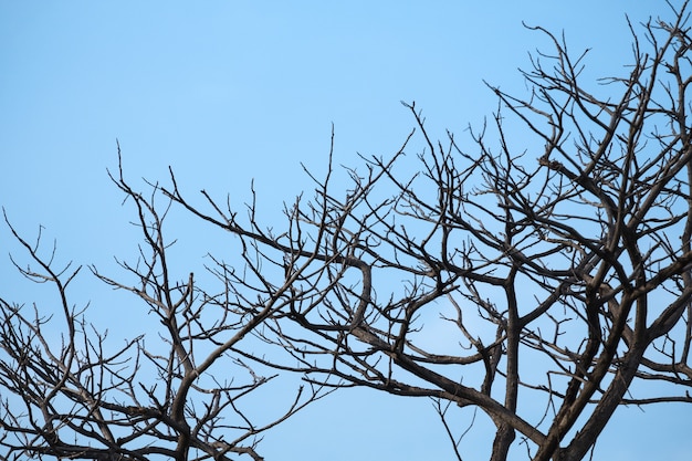 Foto i rami di albero asciutti con la priorità bassa del cielo blu