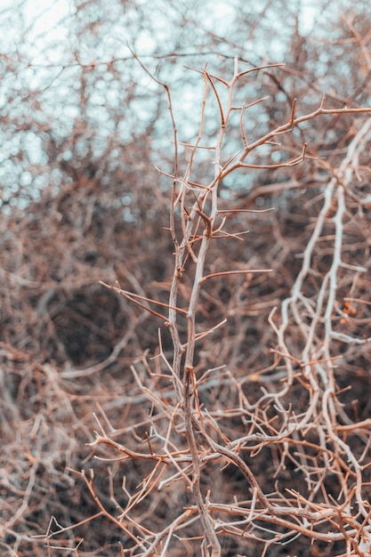 Photo dry tree branches