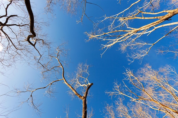 Alberi secchi o rami di alberi morti in cielo blu e sfondo nuvole vista dal basso