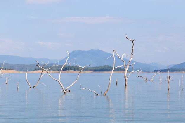 Photo dry tree dead