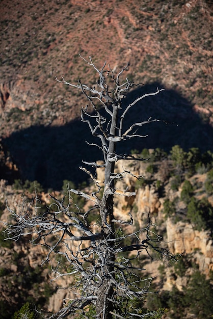 Сухое дерево на ландшафте долины смерти гранд-каньона панорамный вид на национальный парк в аризоне