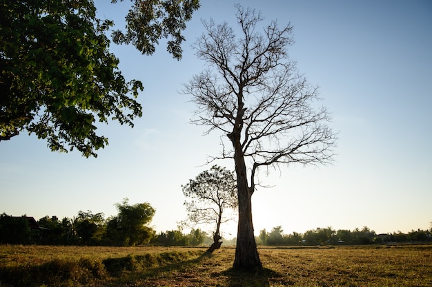 Dry tree in the field