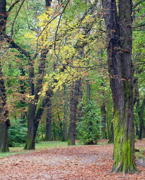 Dry tree foliage and pedestrian path in autumn city park