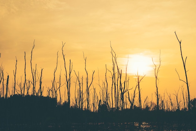 dry tree forest sunset