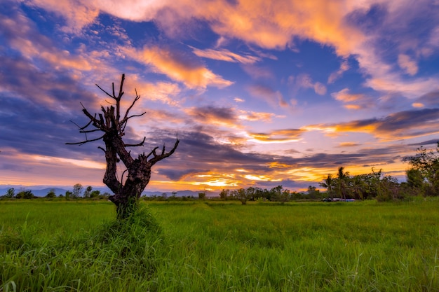 Сухое дерево в поле луг и красивый закат