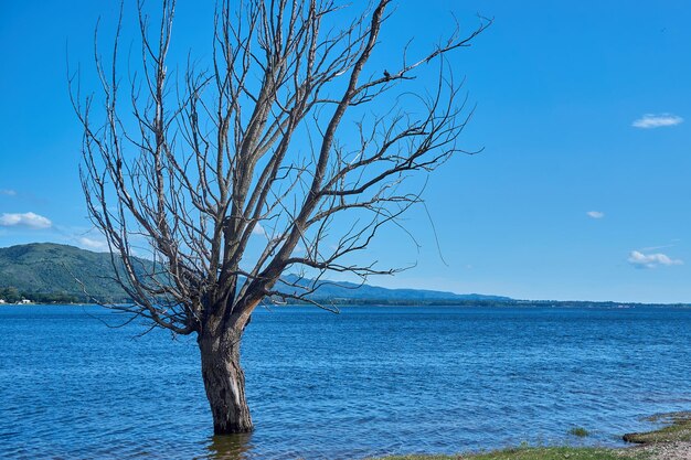 Dry tree in the middle of a blue lagoon in the sun