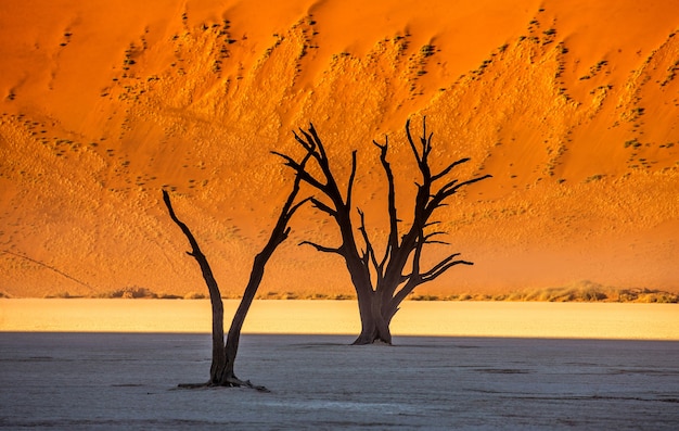 Albero secco vicino a dune e cielo blu