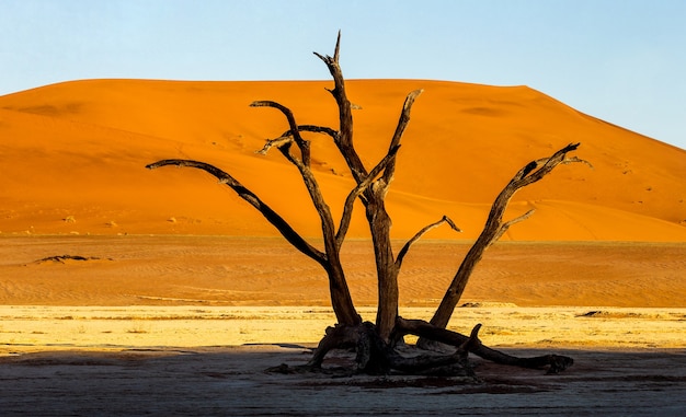 Dry tree near dunes and blue sky