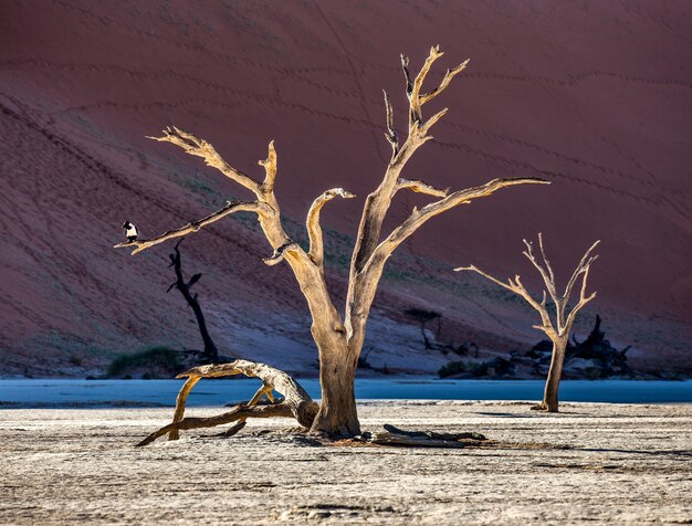 Dry tree near dunes and blue sky