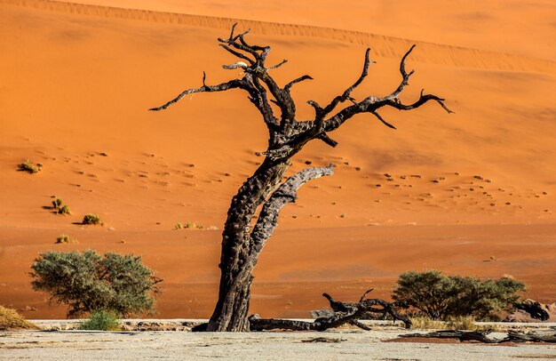 Dry tree near dunes and blue sky