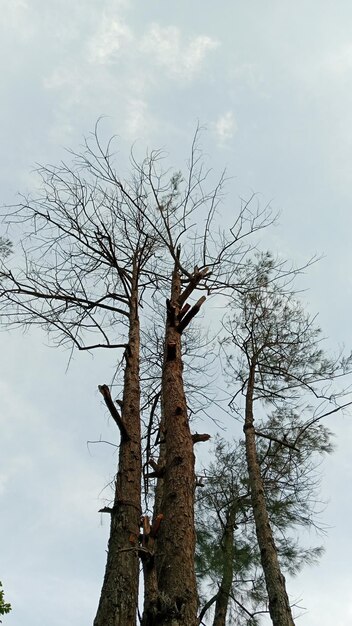 Foto l'albero asciutto visto da sotto è molto bello