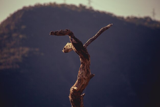 dry tree in sky with mountains in background