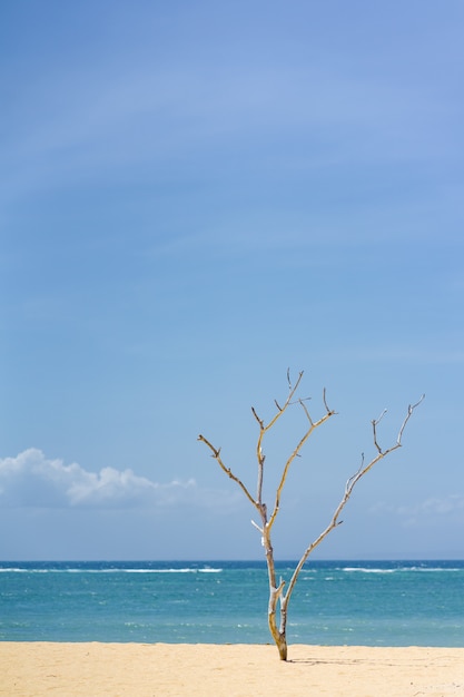 A dry tree stands alone on a white sandy beach