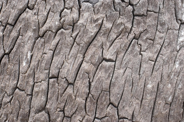 Dry tree trunk natural texture