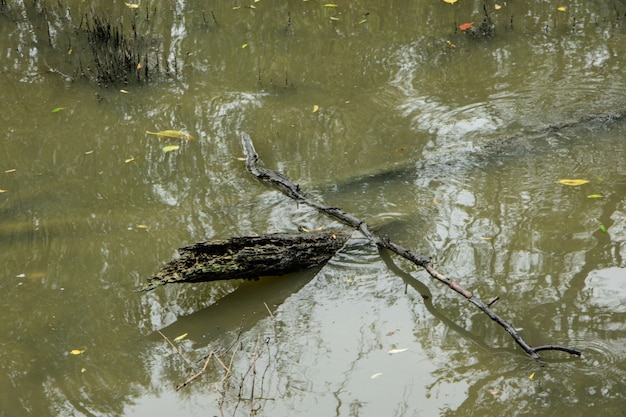 Dry tree in the water.