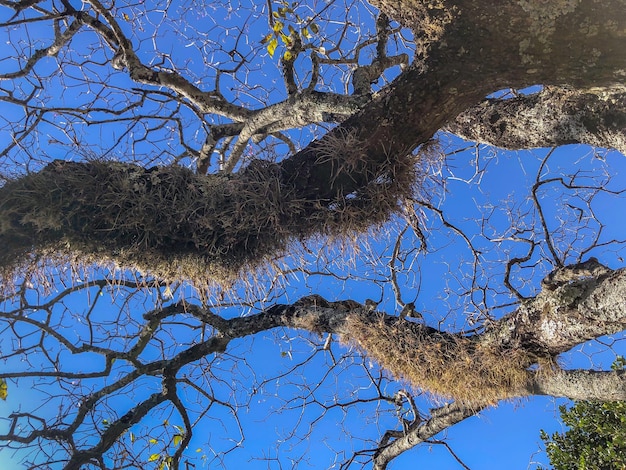 青い空を背景に多くの細い枝を持つ乾燥した木