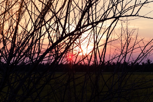 Сухое дерево без листьев зимой на фоне сладкого заката и восхода солнца