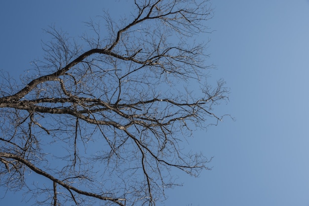 Dry tree with sky