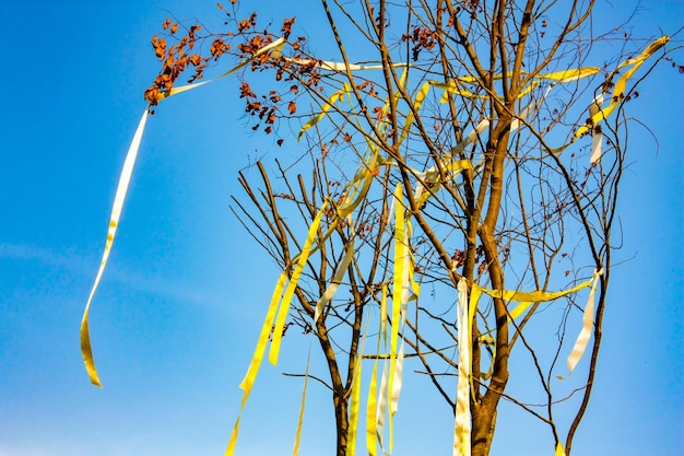 Dry tree with the yellow ribbin on it in the open sky