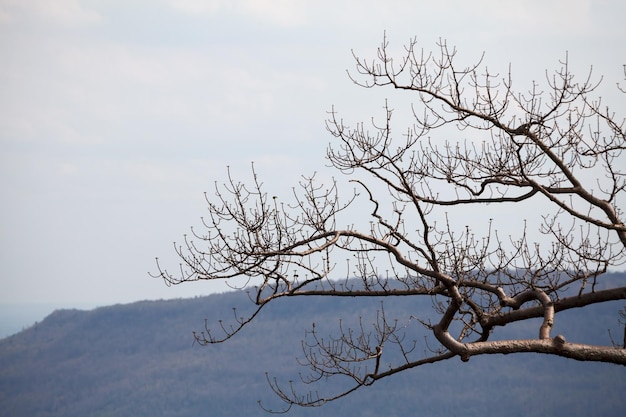 Dry tree