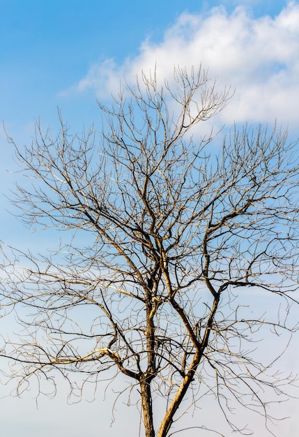 Dry tree