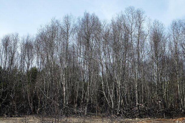 Фото Сухое дерево