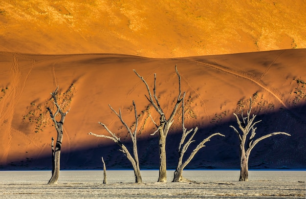Фото Сухие деревья и красные дюны с красивой текстурой песка