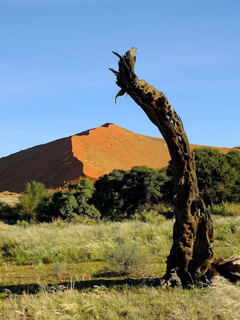 Сухие деревья в дюнах пустыни Намиб Sossusvlei Namibia