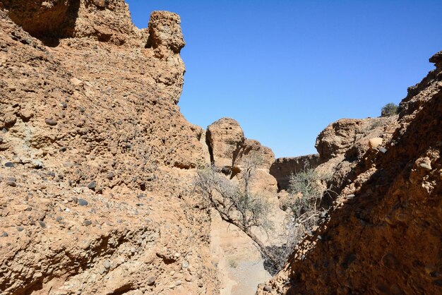 乾燥した木は青い空の下で砂漠の大きな石のブロックで成長します