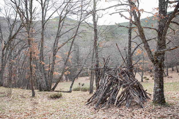 写真 落ち葉と薪の小屋と森の乾燥した木