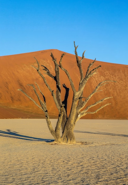 乾いた木々と砂の美しい風合いの赤い砂丘