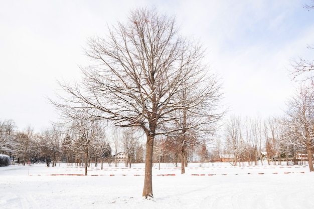 Dry trees in the snow in Fussen city of  Germany