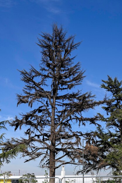 Photo dry trees with a blue sky background in the city of santiago de chile