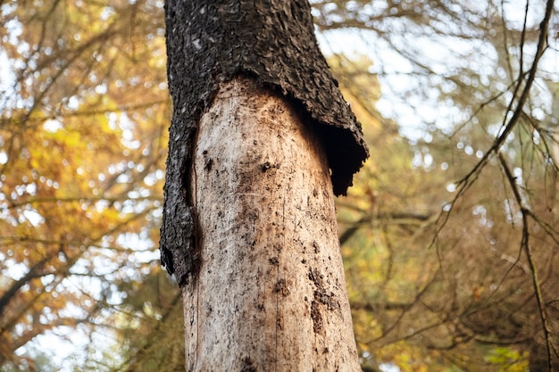 Foto tronco secco di abete rosso con corteccia esfoliante, abete malato danneggiato dallo scarabeo di corteccia, foresta d'autunno